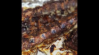 How to cook ribs