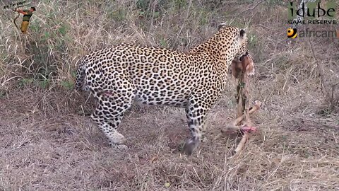 Male Leopard Picks Up Some Leftovers