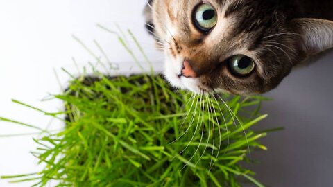 Cat 101: Herbs to Improve Your Cats Health