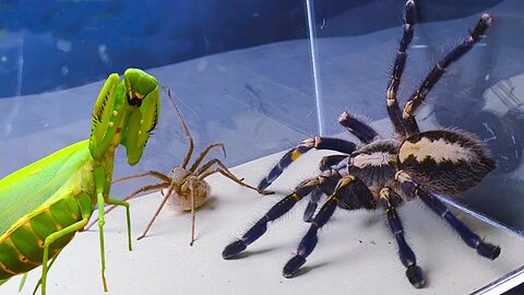 MANTIS vs TARANTULA SPIDER FIGHTING FOR PREY, who will win? Insect Stories