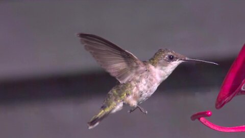Super Slow Motion Hummingbirds