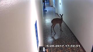 Deer gets loose inside Concordia University
