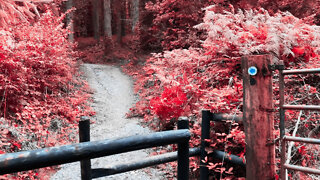 Calm your mind |Relaxing walk through Lacken Fairy Woods, Ireland