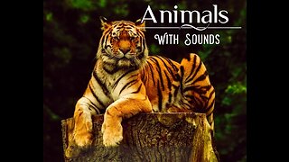 Animals Sounds | Relaxation With Nature