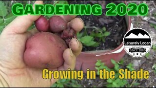 Gardening 2020 : Growing a Garden in The Shade and other bad locations