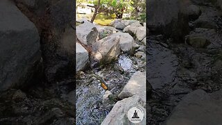 Calming Water Stream and Piano Music Relax and De Stress