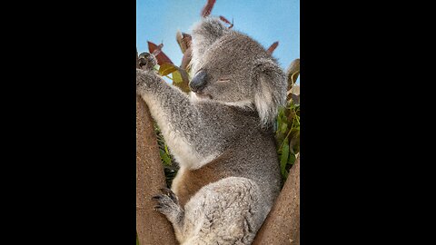 Koalas-did you know that...