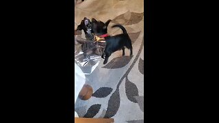 Chihuahua pups playing