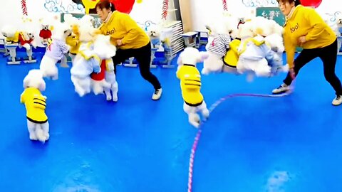 The dogs jump rope together