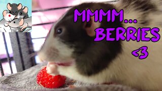 BERRIES Are So DELICIOUS! Animal Eats SOOO Much! #113 #subscribe #rats #animals #pets