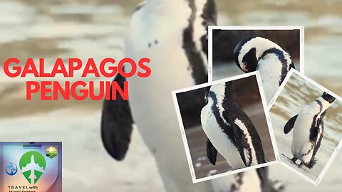 Galapagos penguin