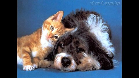 cute kitten and puppy