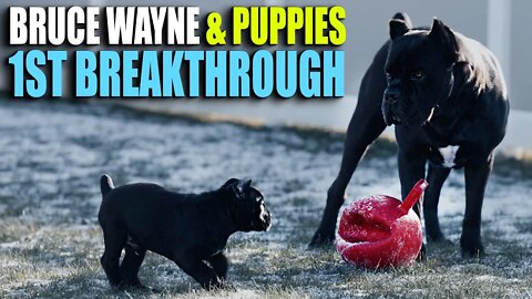 PUPPY & Bruce Wayne's FIRST Breakthrough - Cane Corso