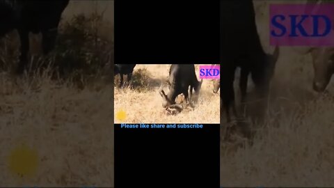 Buffalo attack baby pig 🐷#shorts #youtubeshorts #shortvideo