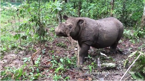 Rare rhino baby is only second of her kind born in 128 years
