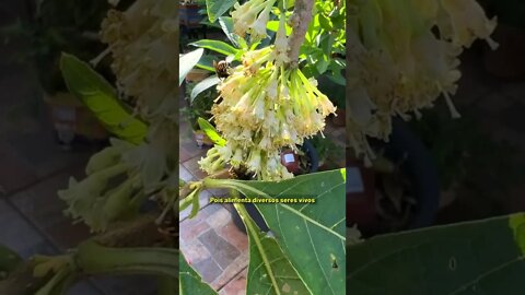 As abelhas e os pássaros amam esta planta - FRUTA DO SABIÁ #Shorts