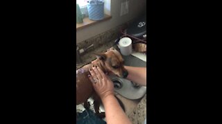 My dog, Rocky doesn’t like getting a bath!!