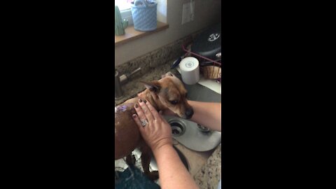 My dog, Rocky doesn’t like getting a bath!!