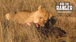 Marsh Lion Pride Eat A Gnu | Maasai Mara Safari | Zebra Plains
