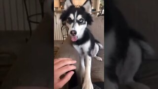 Funniest Dog Videos| Try Not To Laugh| #shorts