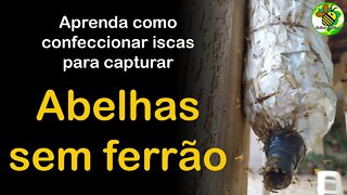 Como fazer isca para capturar abelha Jataí e outras nativas sem ferrão