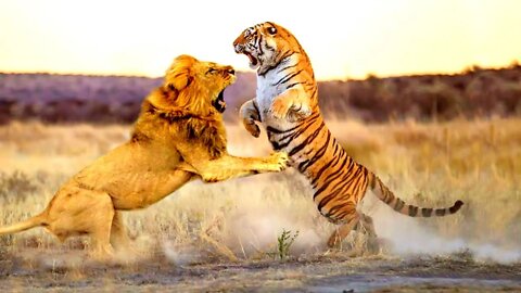 Lion VS Tiger [REALITY]