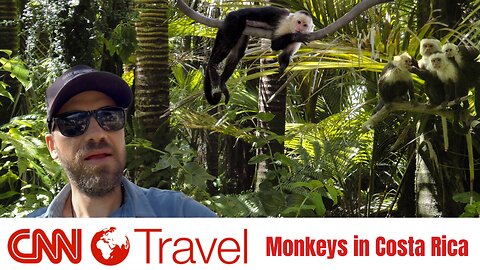 CNN Travel: Monkeys In Costa Rica
