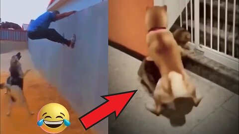 🤣Funny Animals Part 2 - Funny Moments Of Dogs & Cats - Animals Viral Videos