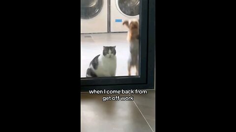 Funny cats vs dogs-fight-2024