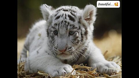 White rare breed tiger cubs😍