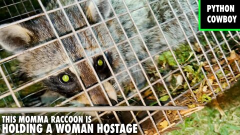 Momma Raccoon Holds Woman Hostage In Her Home