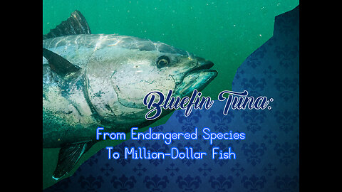 Bluefin Tuna: From Endangered Species To Million-Dollar Fish