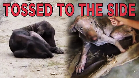 Top 5 Animal Rescue Videos That Will Melt Your Heart