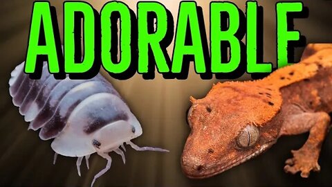 ADORABLE Crested Geckos & Isopods UNBOXING!