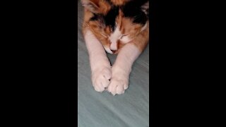 So cute video of Amber sleeping
