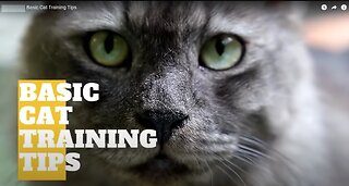 Basic Cat Training Tips