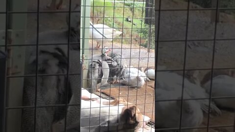 Guinea fowl keets between dog and geese. Safe as.