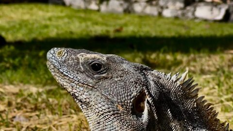 Iguana nas Ruínas de Tulum, México