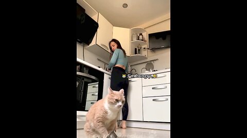 Funny cats video 😂☺️🐱#funny video #entertainment #Funny#animal