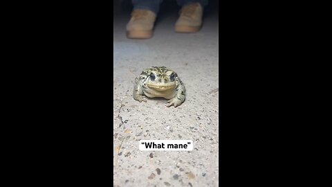 Must see 🐸
