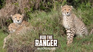 Playful Cheetah Cubs And Mum | Maasai Mara Safari | Zebra Plains