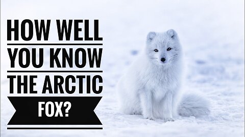 Arctic Fox || Description, Characteristics and Facts!