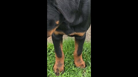 DUR_ROTTIES