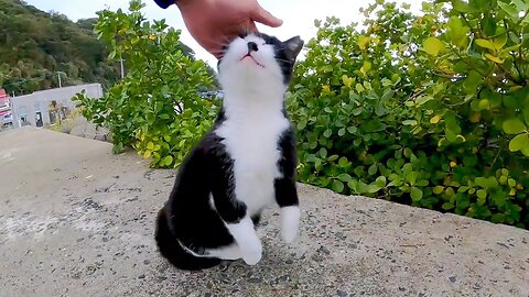 A stray cat that jumps up in joy when you meet it is too cute