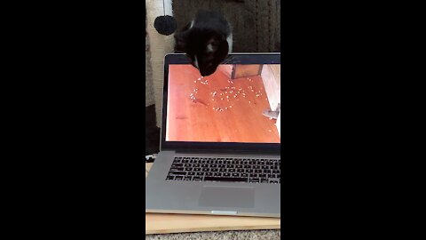 Computer Mouse fools Cat