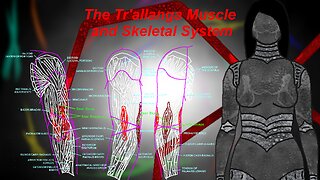 The basic biology of a Tr'allanga; muscular and skeletal system.