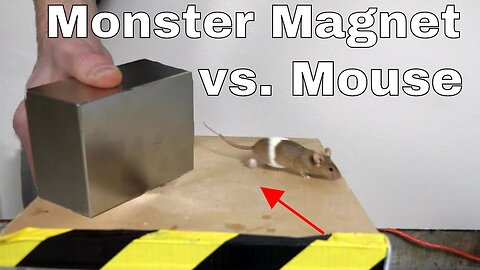 What Does a Giant Monster Neodymium Magnet do to a Mouse?