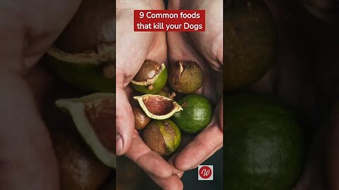 9 common Foods that Kill your dog #health #trending #youtubeshorts #animals