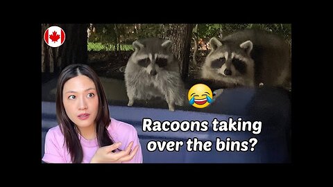 Watching these adorable Racoons having dinner