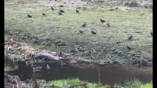 Native ducks enjoying a frosty winter morning in paradise